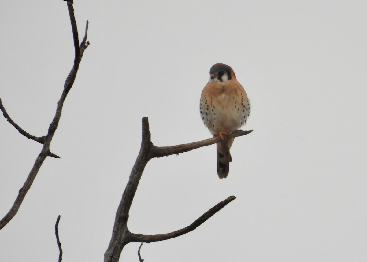 American Kestrel - ML645848703