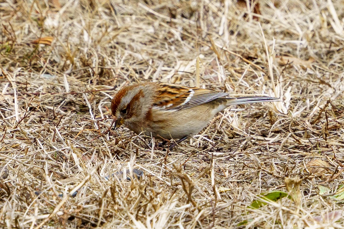 Пасовник північний - ML645848707