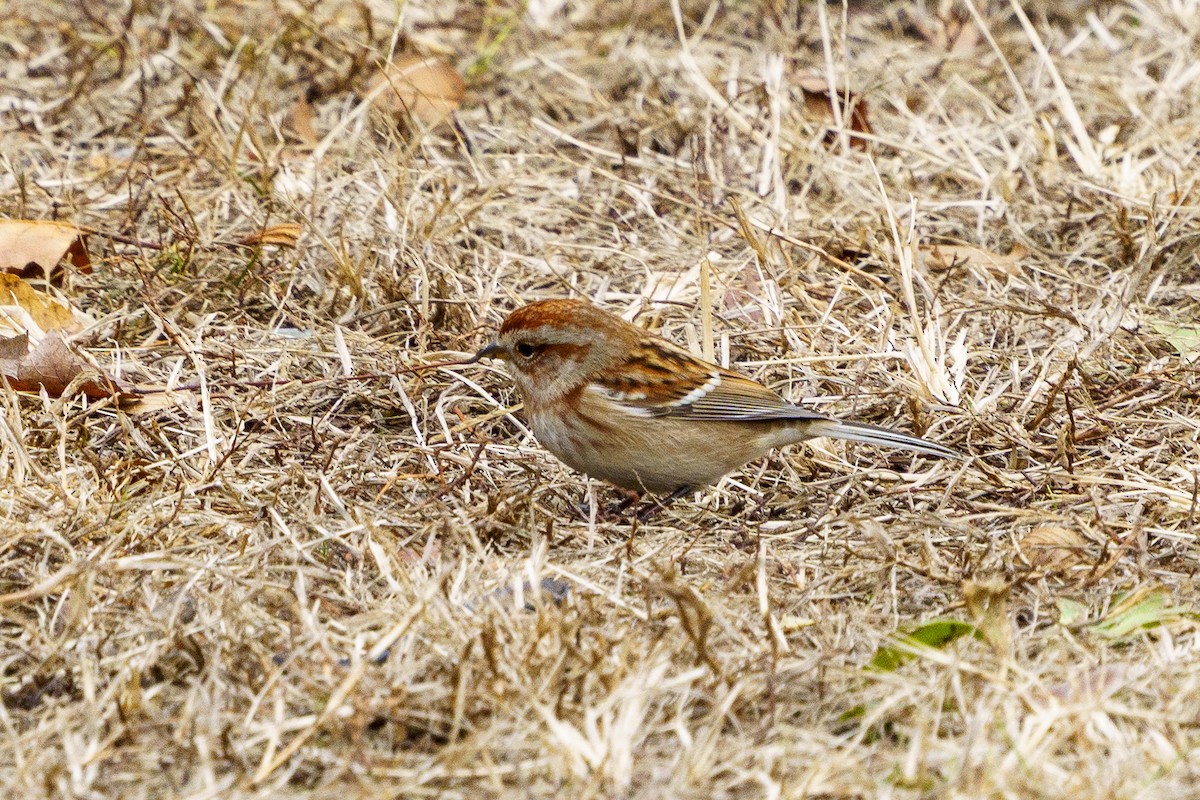 Пасовник північний - ML645848708