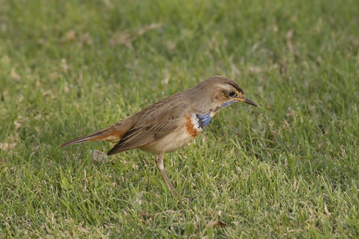 Bluethroat - ML645848711