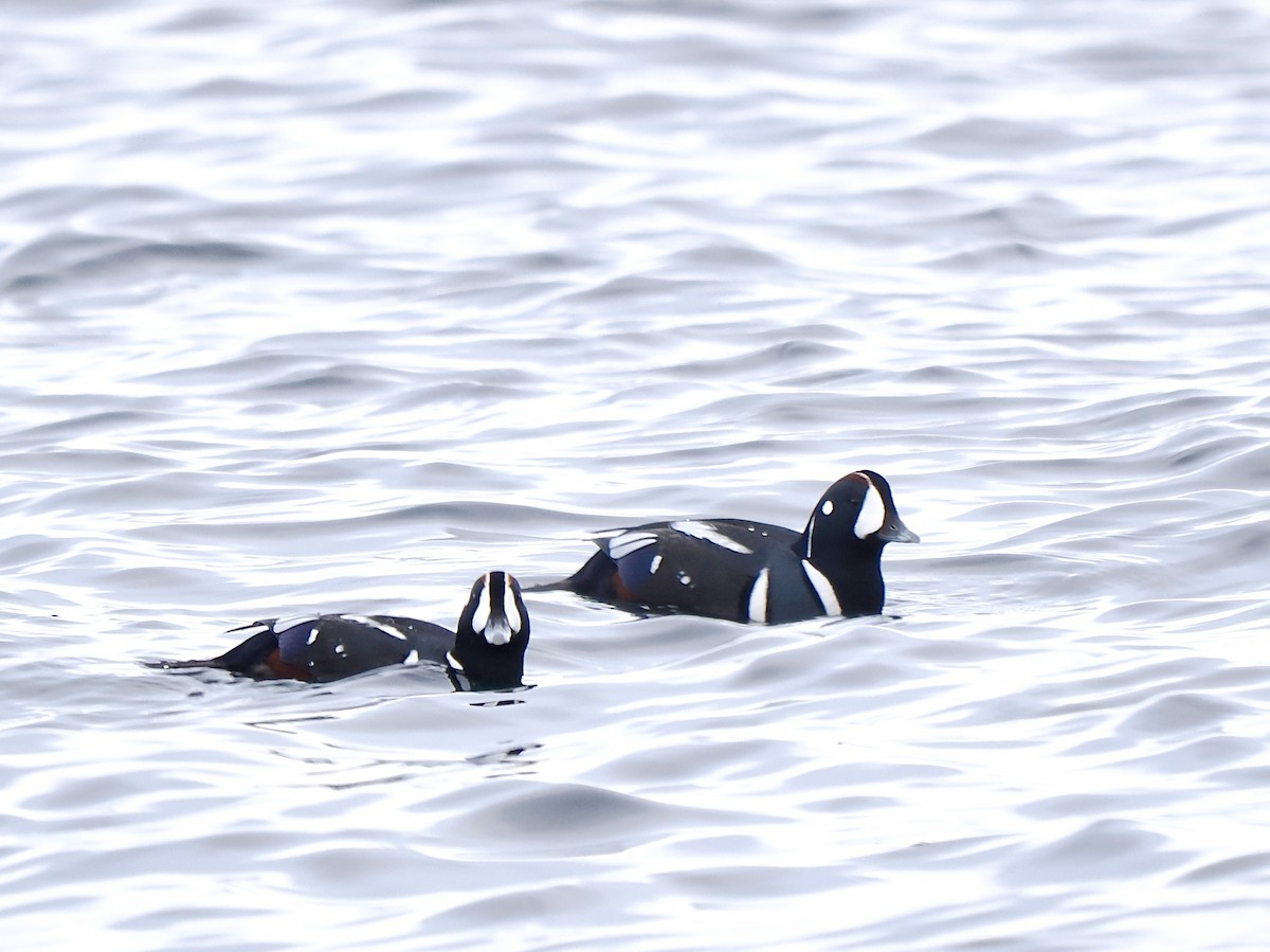 Harlequin Duck - ML645848715