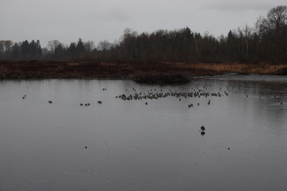 Long-billed Dowitcher - ML645848719