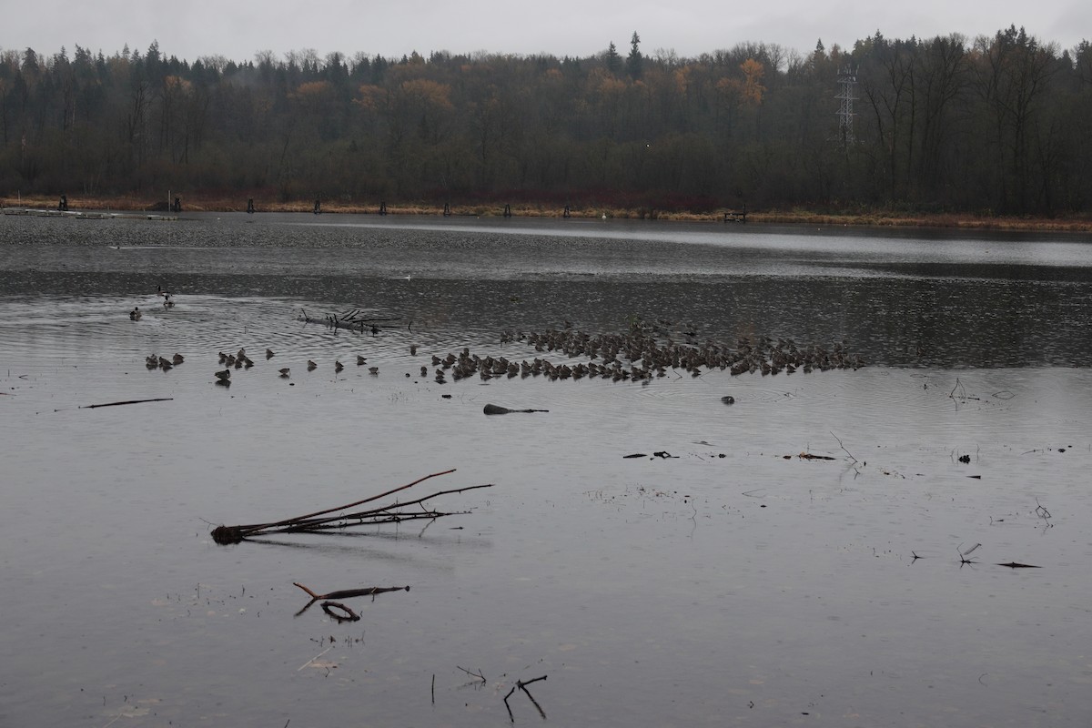 Long-billed Dowitcher - ML645848721