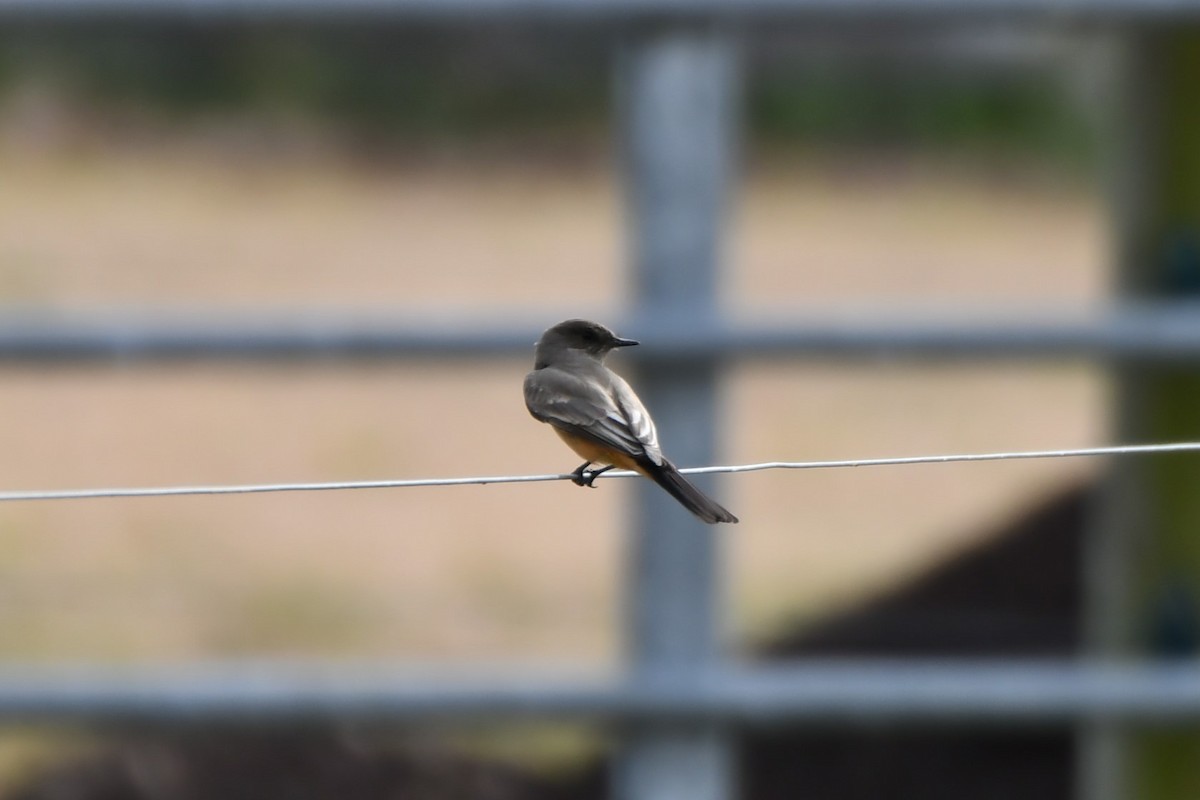 チャイロツキヒメハエトリ - ML645848722