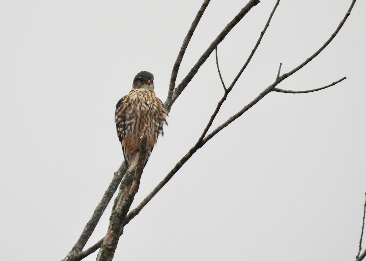 Merlin - ML645848726