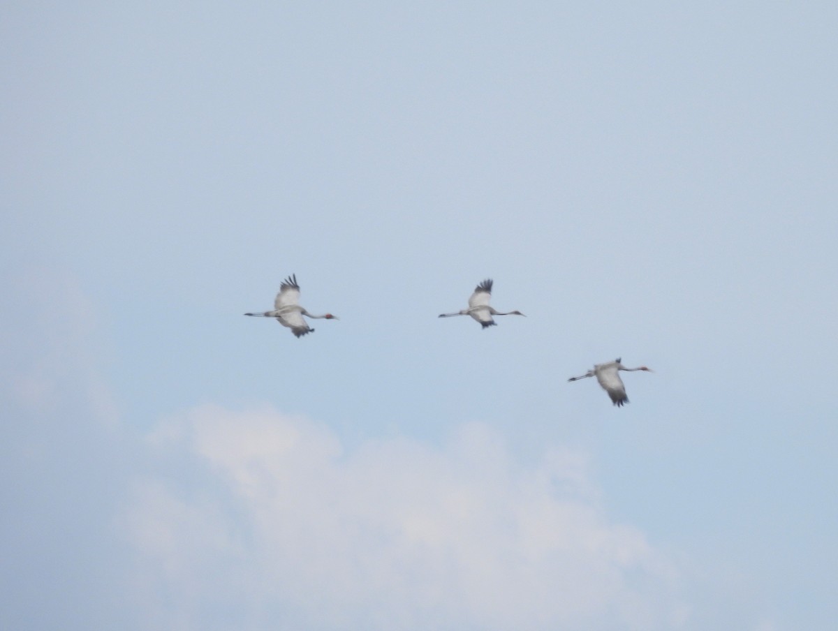 Brolga - ML645848727