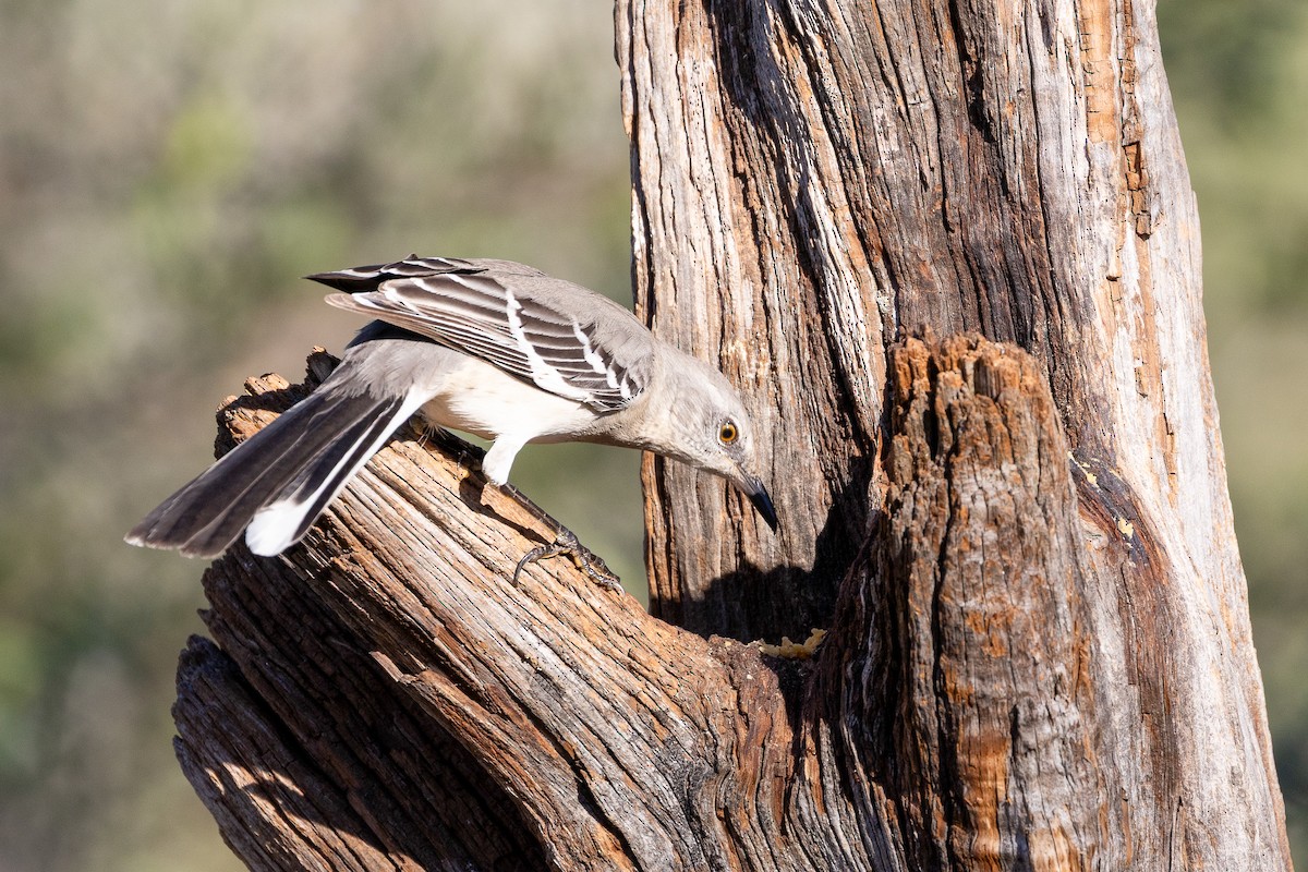 Northern Mockingbird - ML645848728