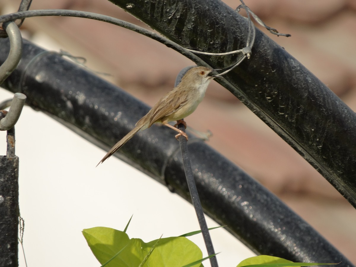Delicate Prinia - ML645848729