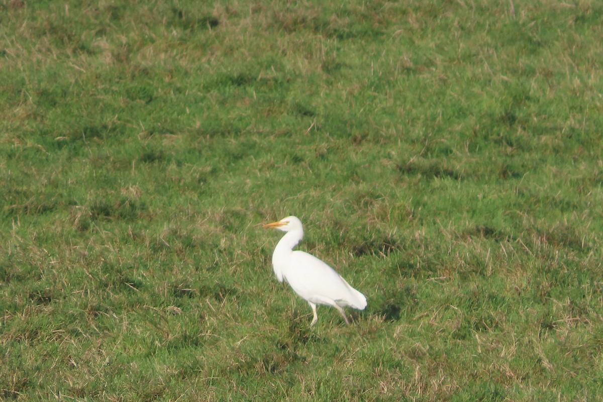 Western Cattle-Egret - ML645848730