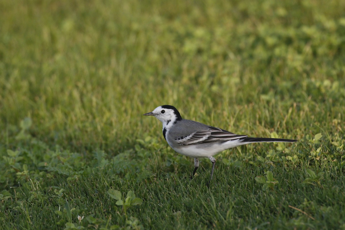 White Wagtail - ML645848731