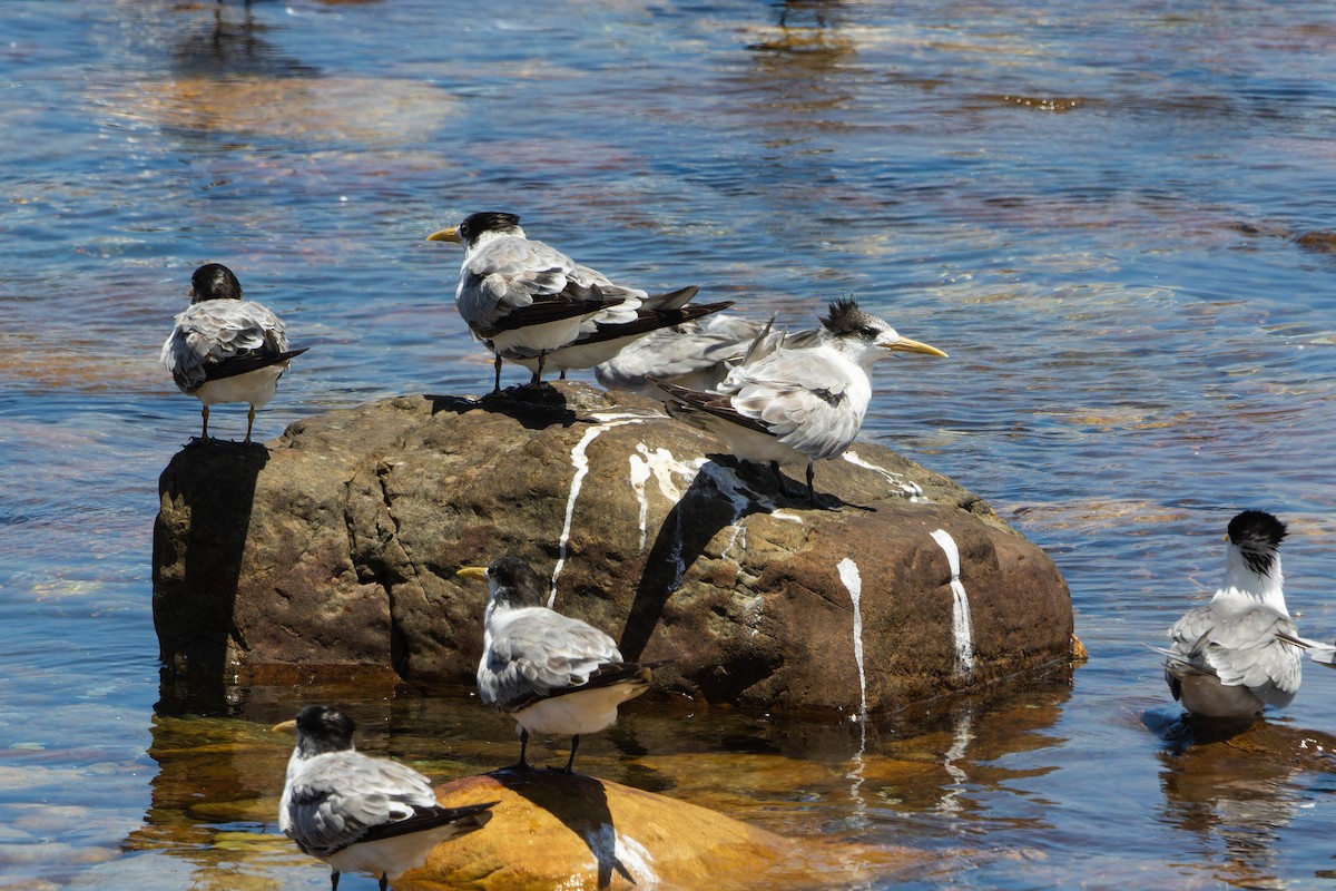 Great Crested Tern - ML645848732