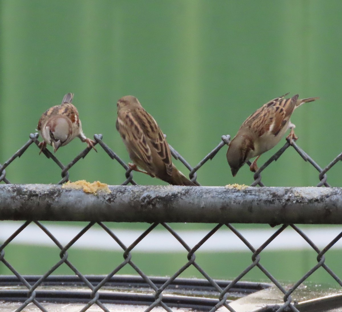 House Sparrow - ML645848733