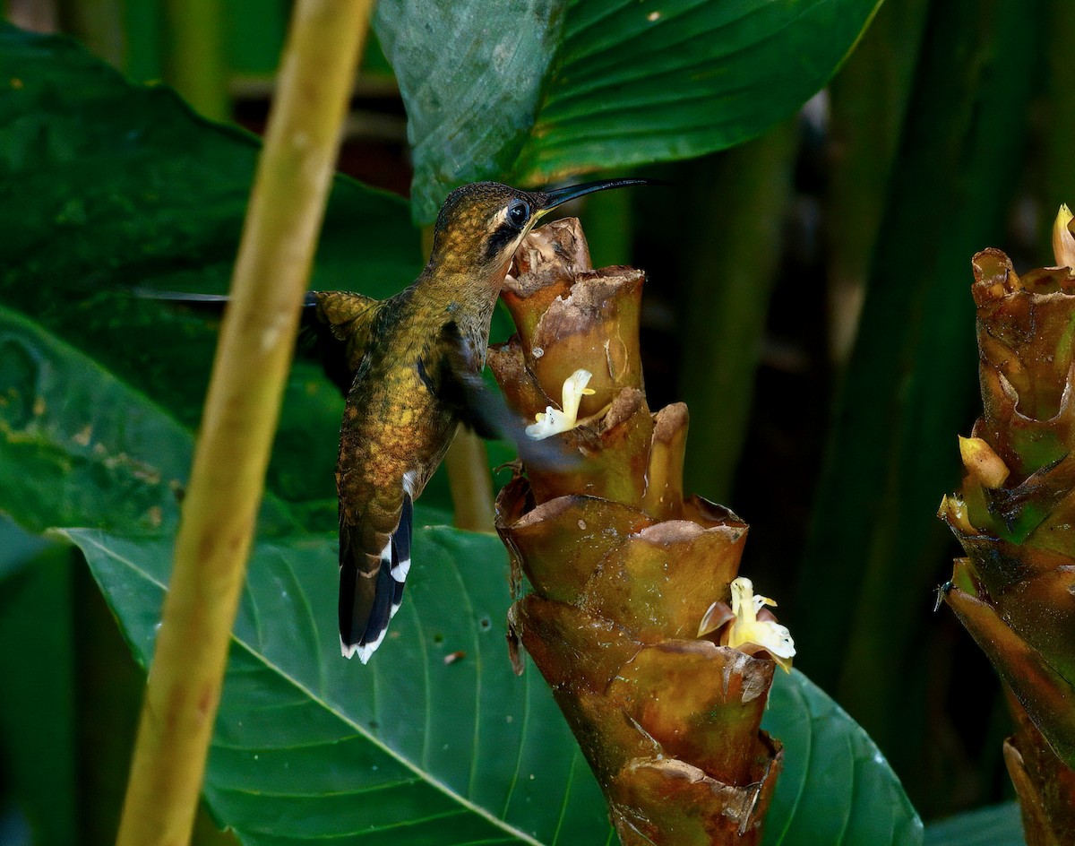 Band-tailed Barbthroat - ML645848734