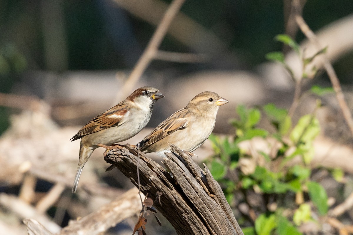 House Sparrow - ML645848735