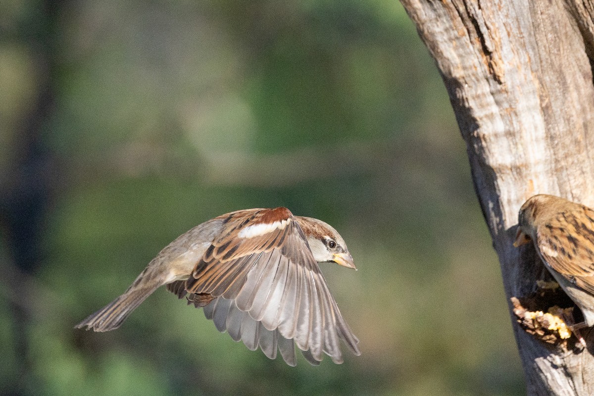House Sparrow - ML645848736
