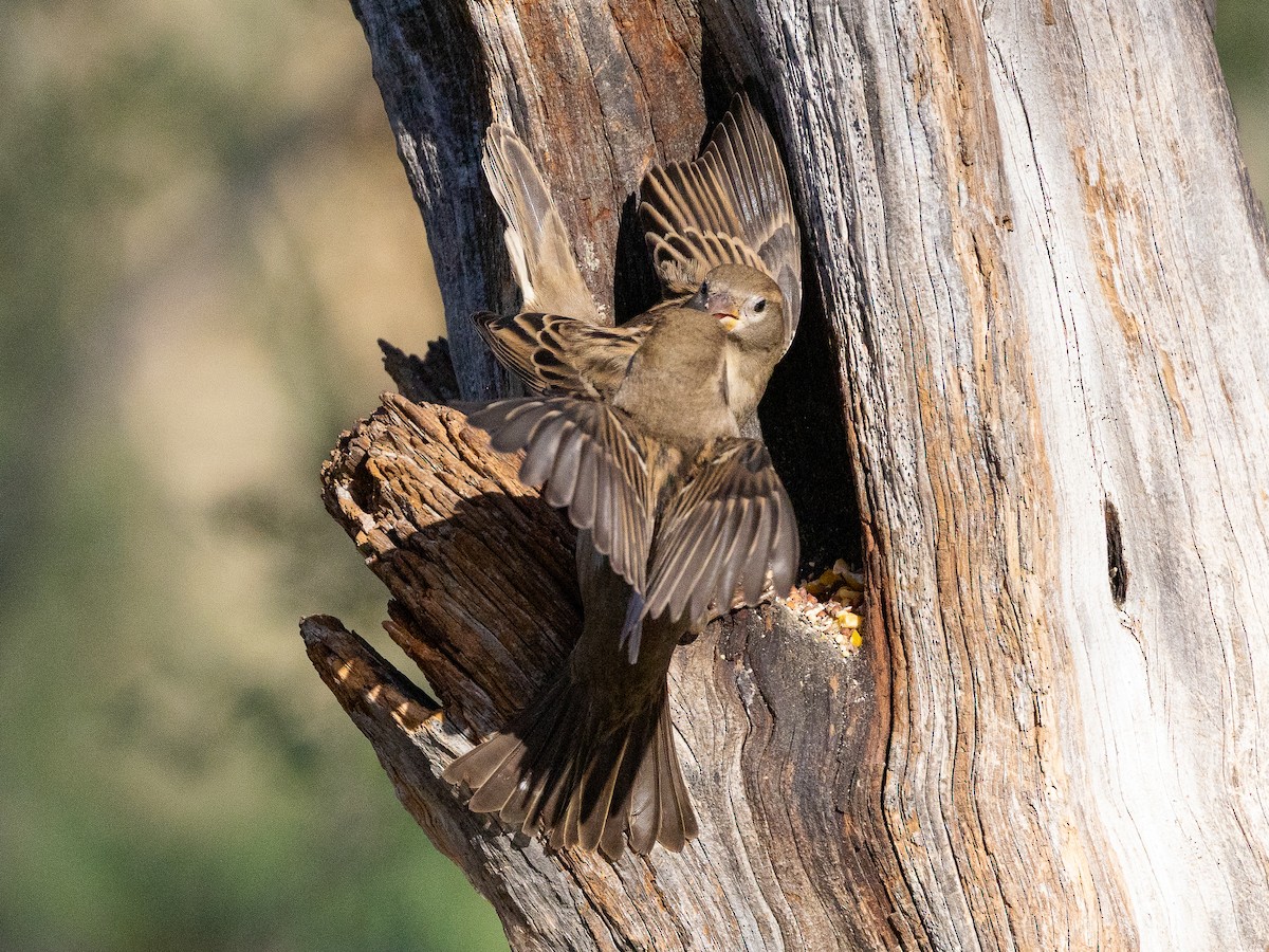 House Sparrow - ML645848737