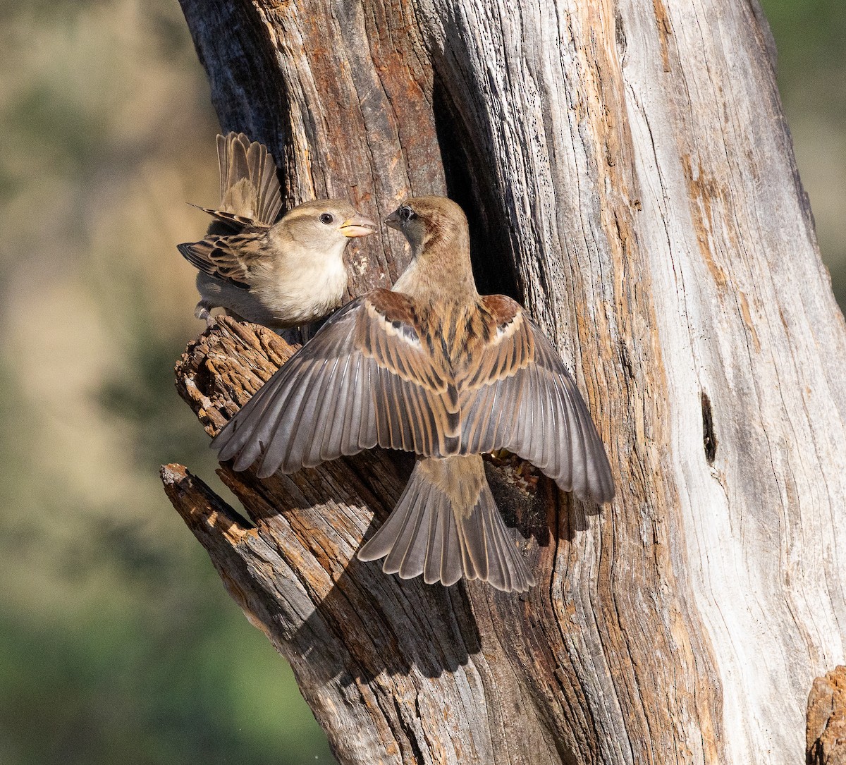 House Sparrow - ML645848738