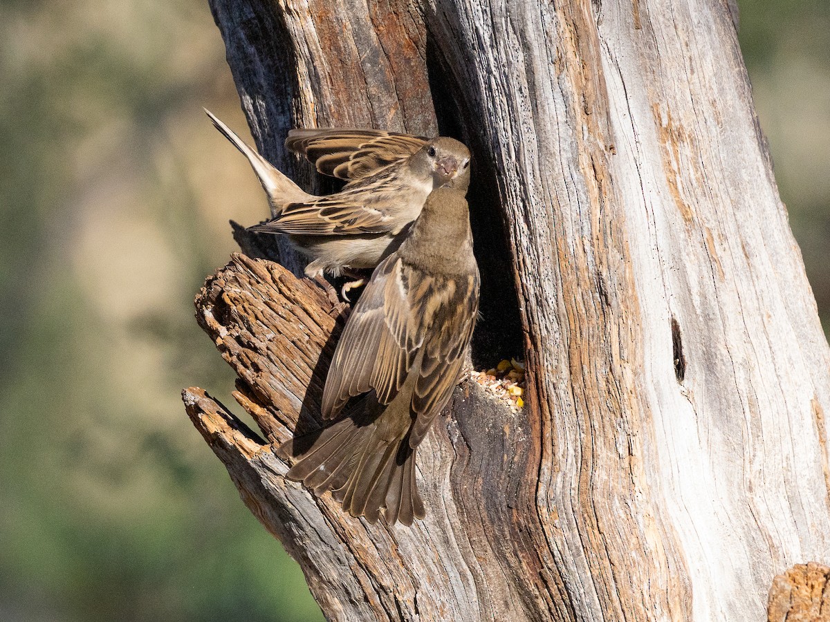 House Sparrow - ML645848739