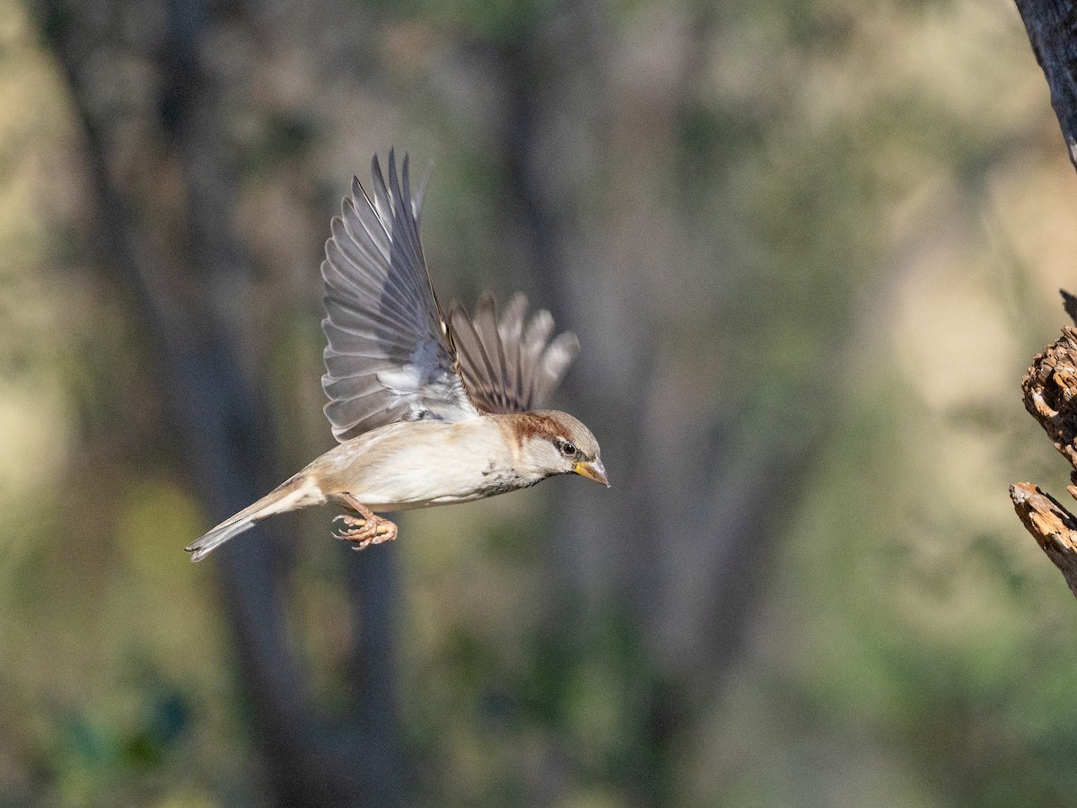 House Sparrow - ML645848740