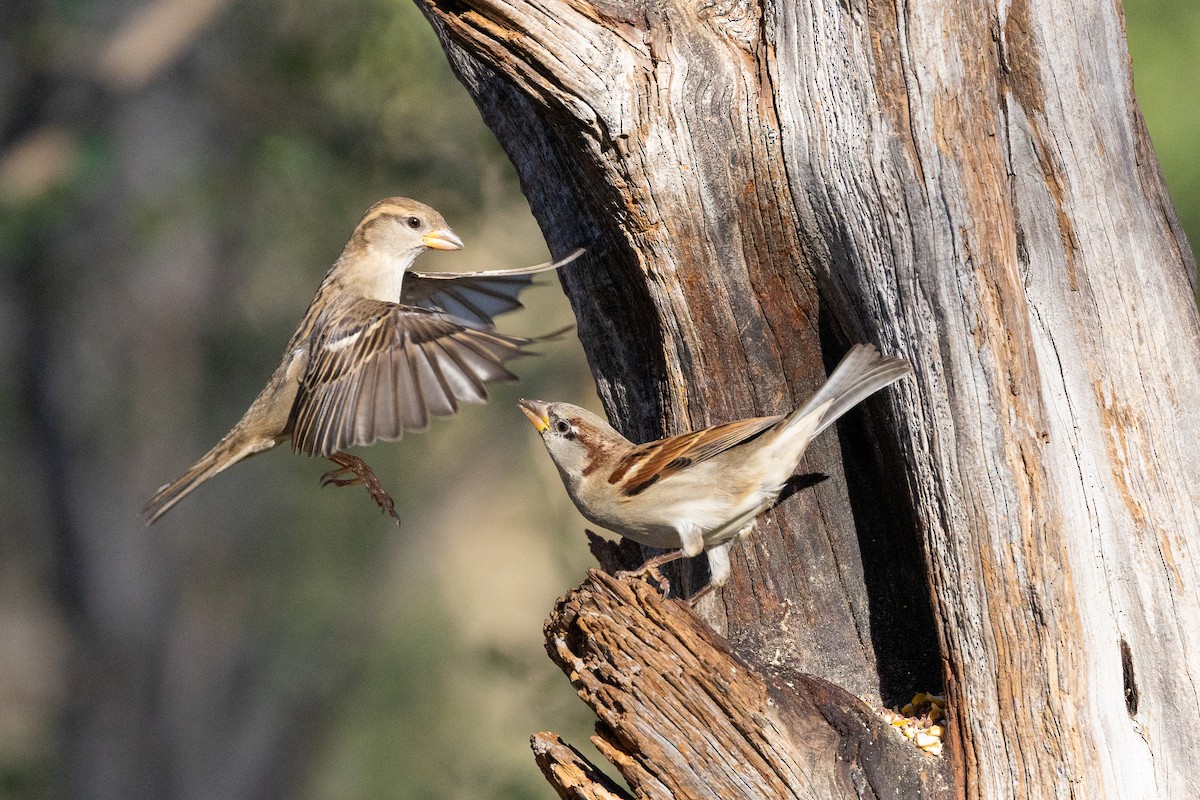 House Sparrow - ML645848741