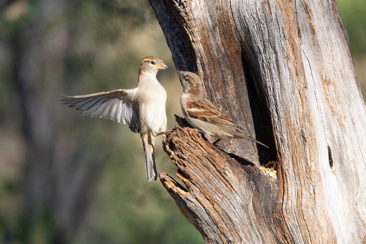 House Sparrow - ML645848742