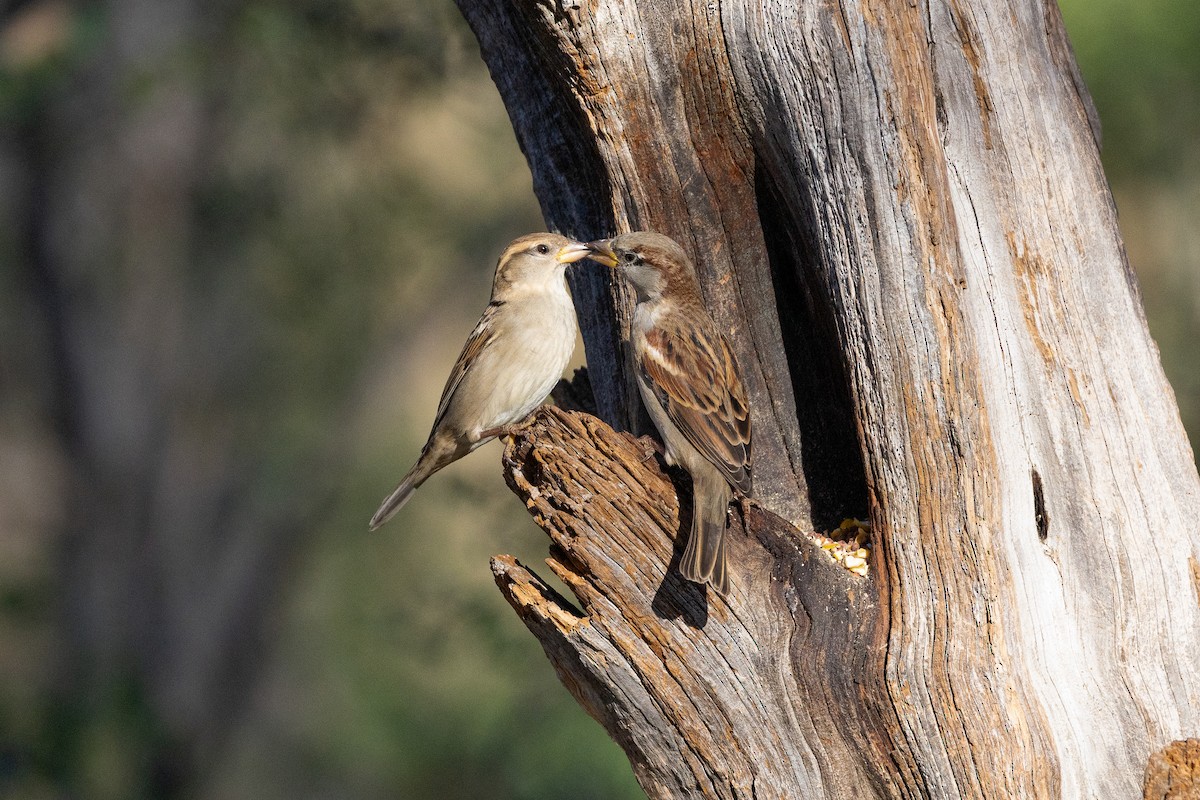 House Sparrow - ML645848743