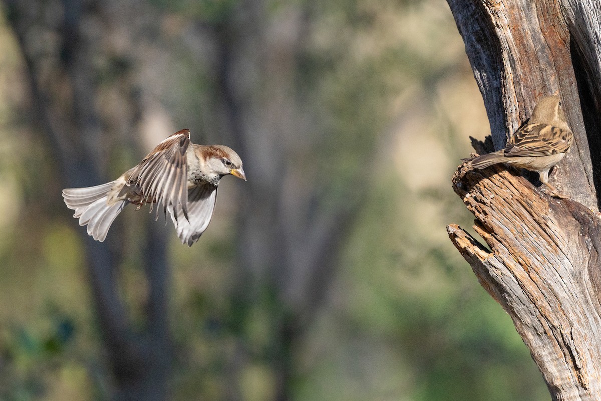 House Sparrow - ML645848744