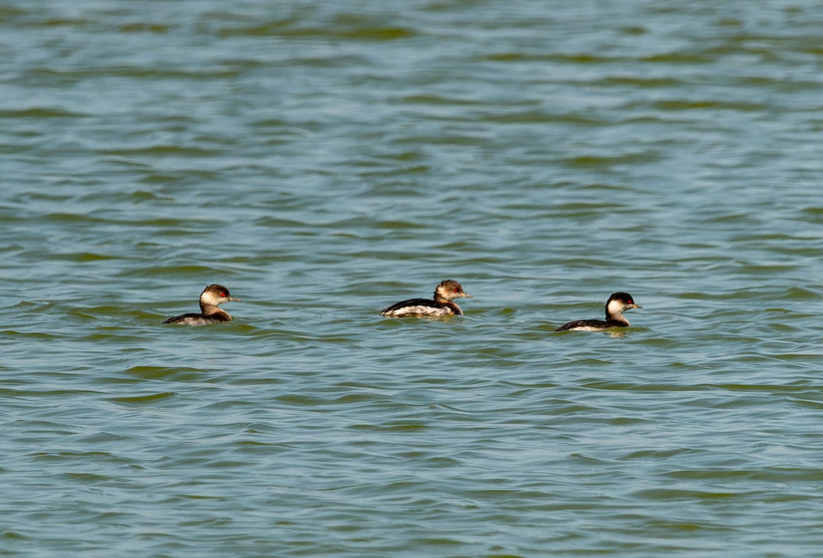 Eared Grebe - ML645848745