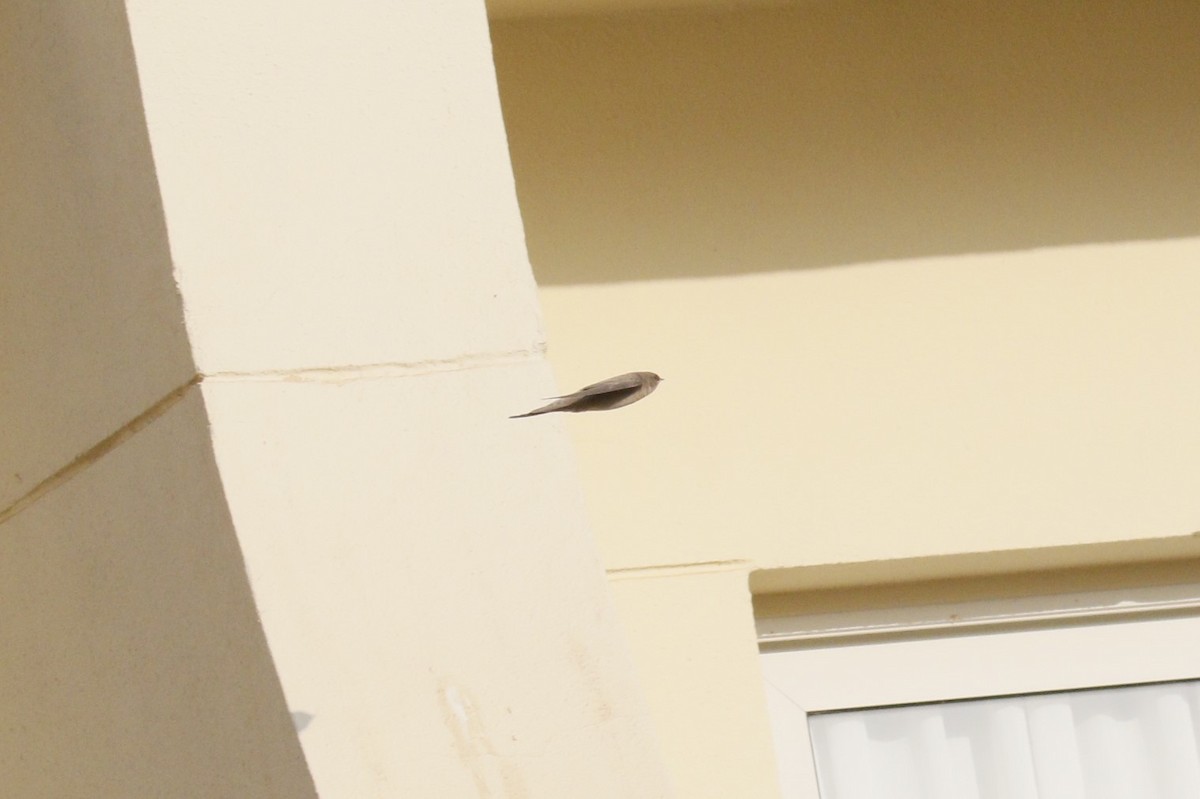 Pale Crag-Martin - ML645848748