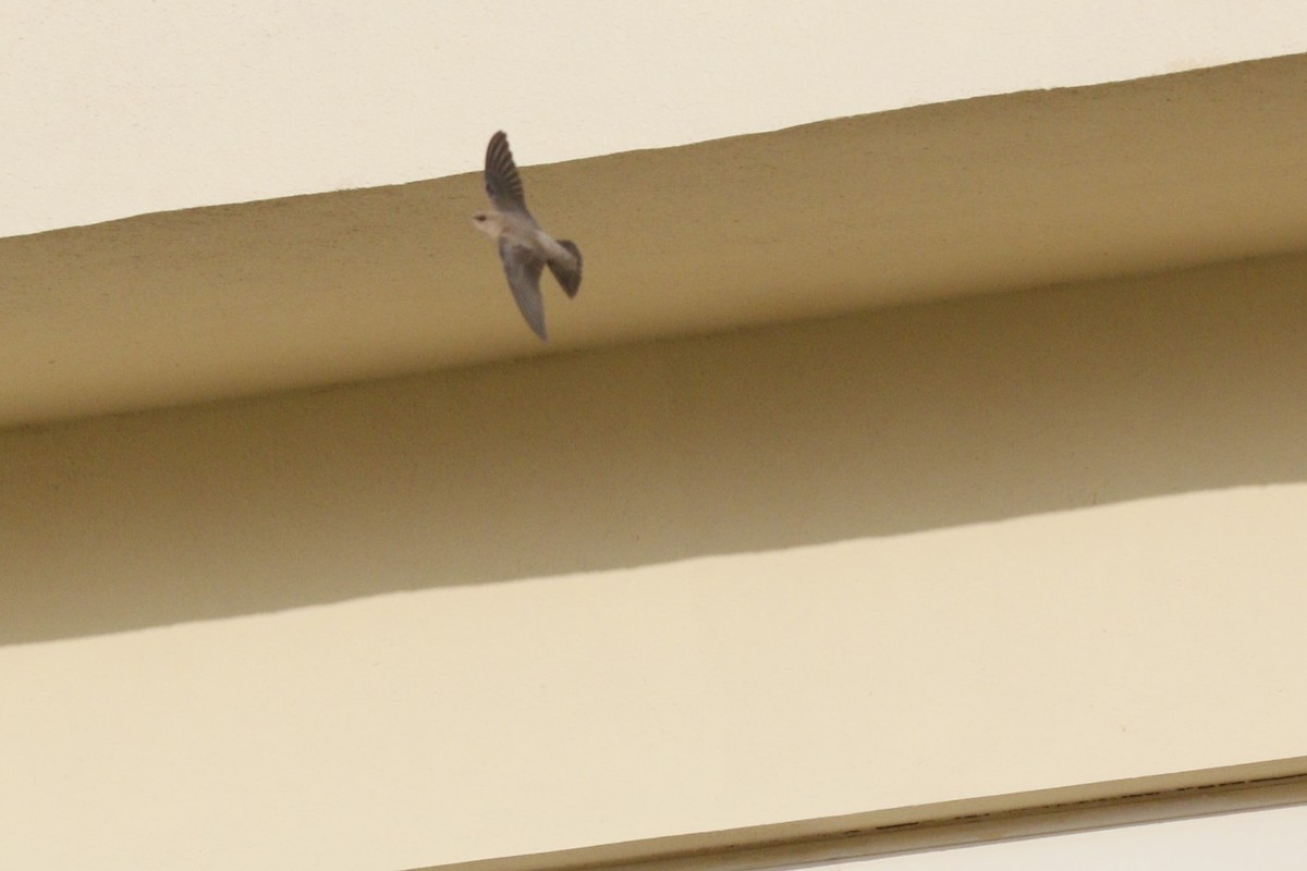 Pale Crag-Martin - ML645848749