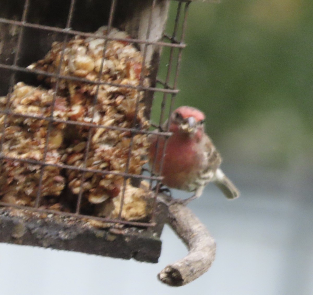 House Finch - ML645848752