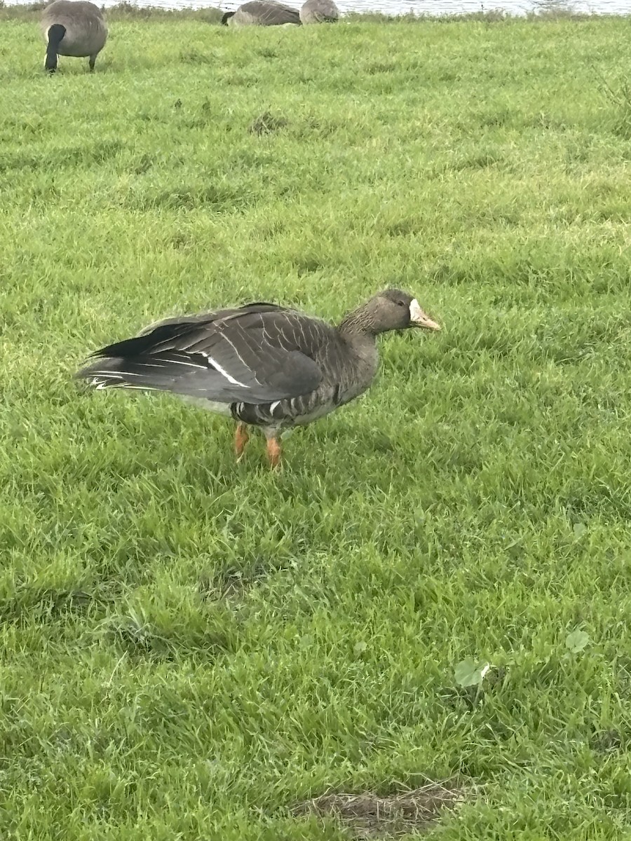 Greater White-fronted Goose - ML645848753