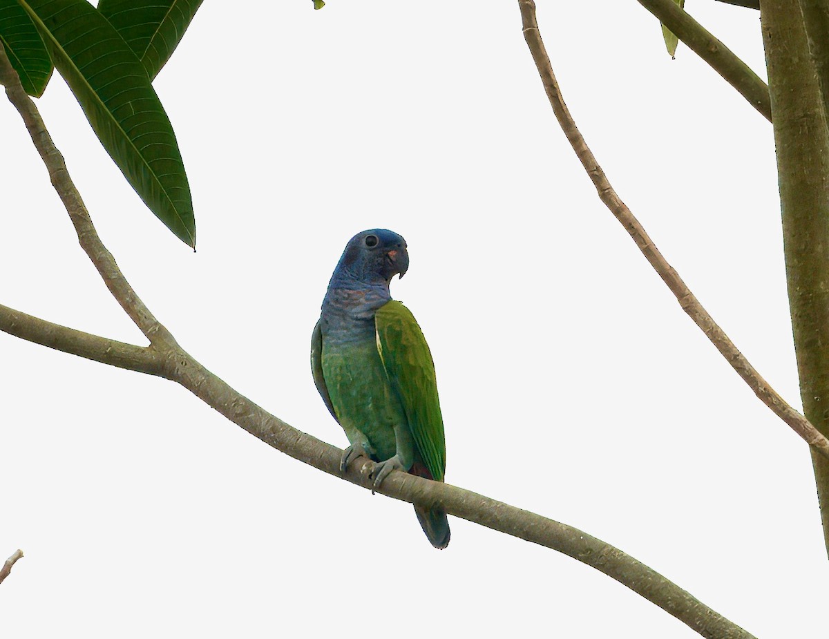 Blue-headed Parrot - ML645848754