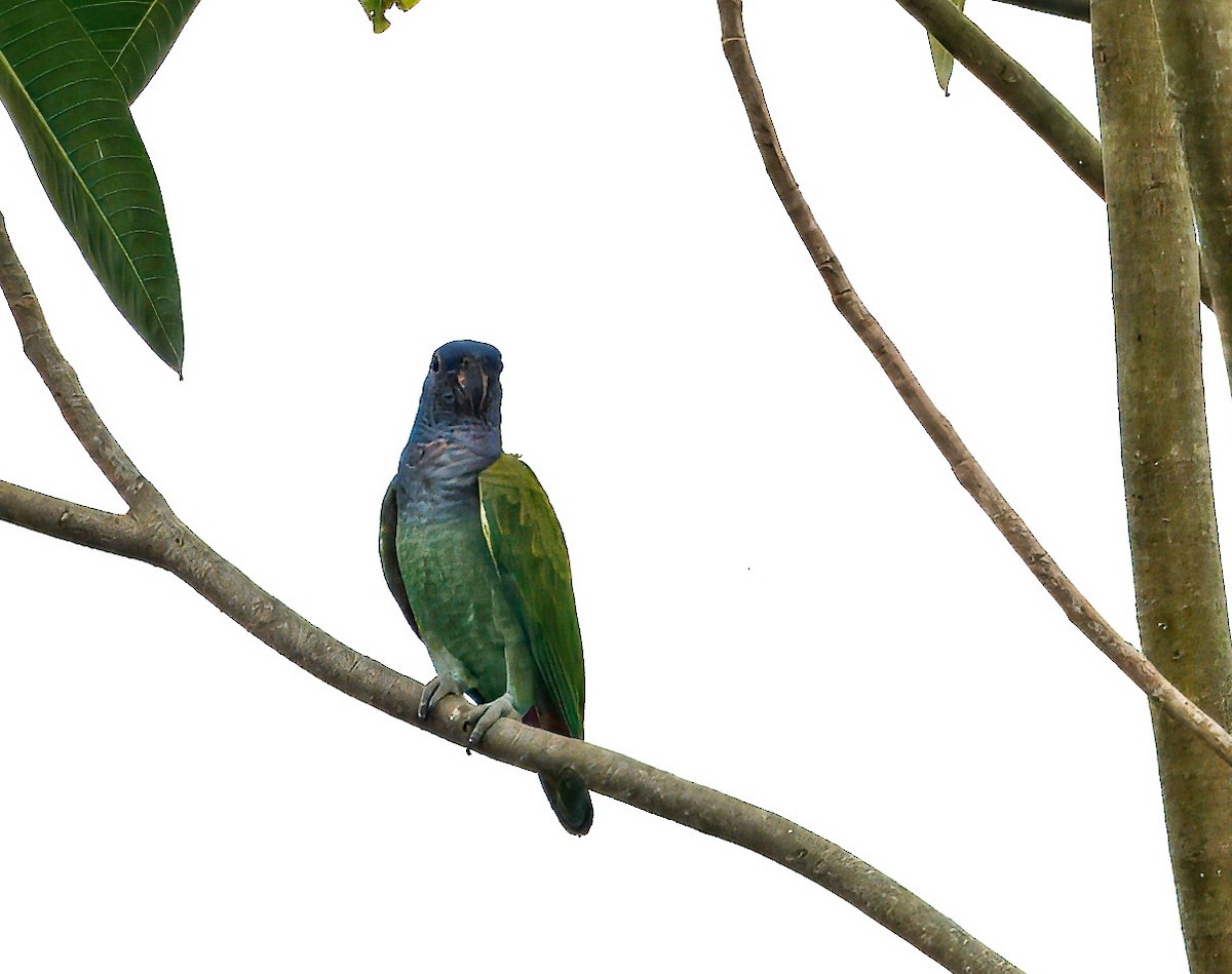 Blue-headed Parrot - ML645848755