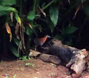 White-throated Crake - ML645848757