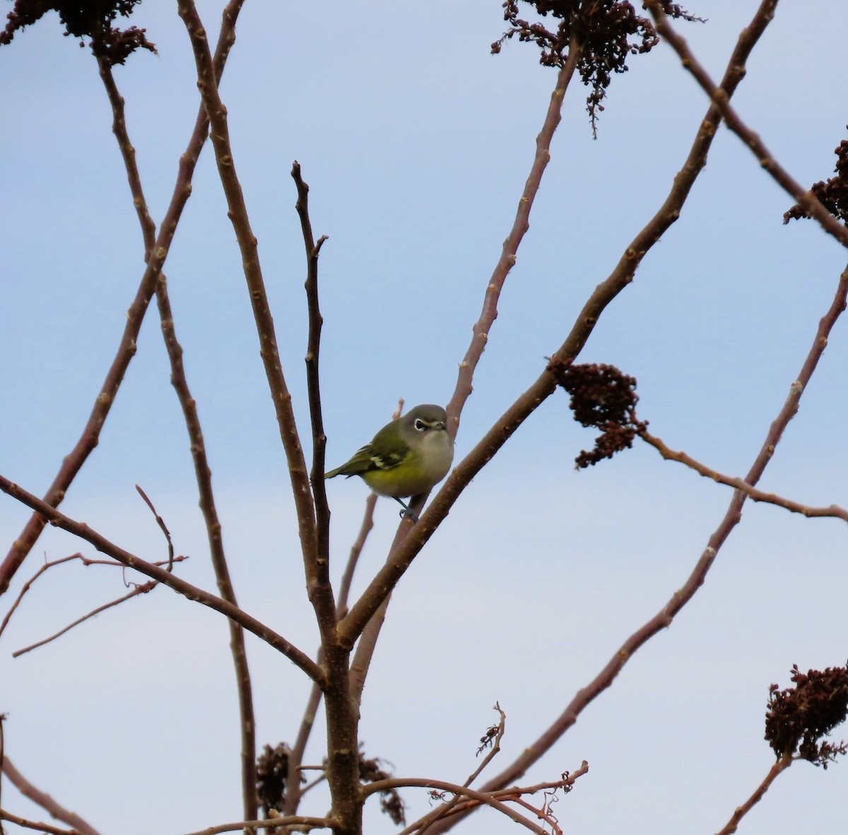 Blue-headed Vireo - ML645848758