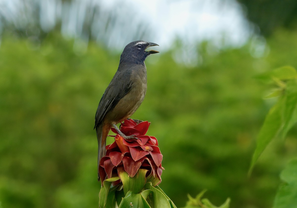 Cinnamon-bellied Saltator - ML645848764