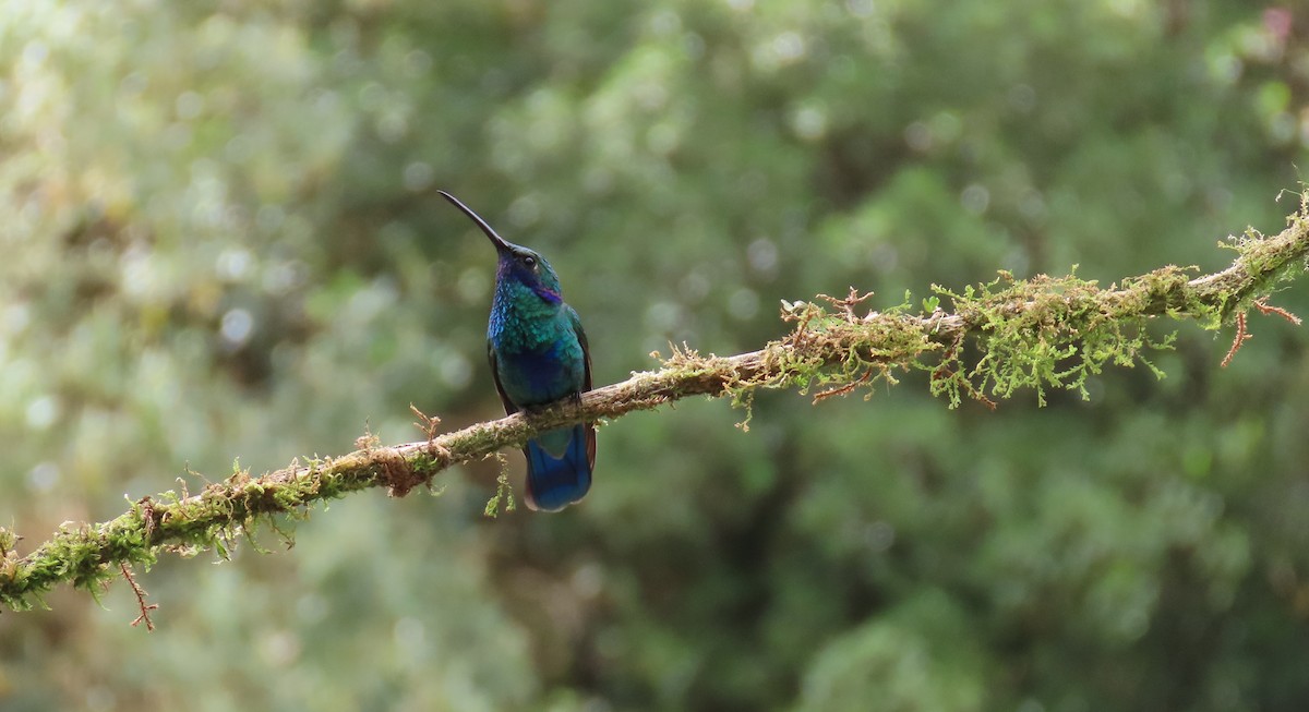 fiolørekolibri - ML645848765