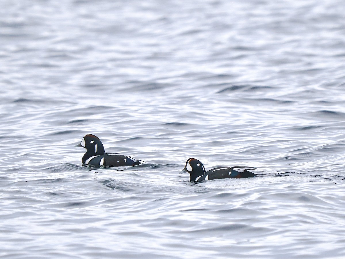 Harlequin Duck - ML645848772