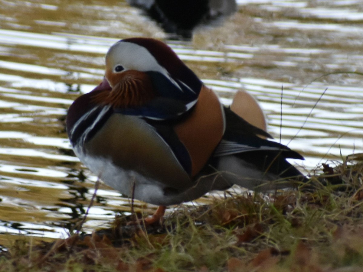 Mandarin Ördeği - ML645848782