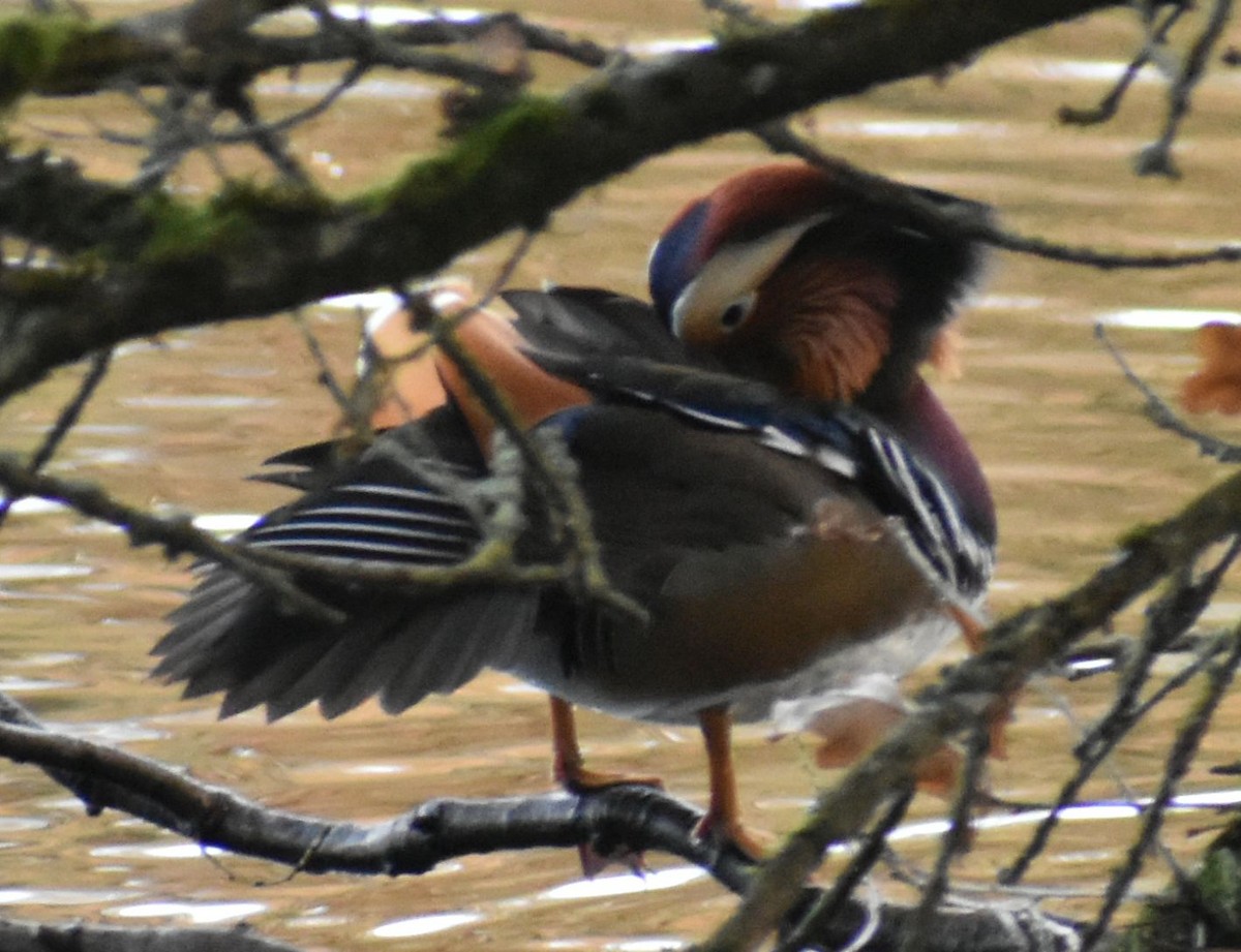 Mandarin Ördeği - ML645848783