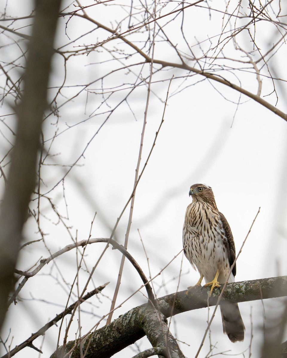 Cooper's Hawk - ML645848794