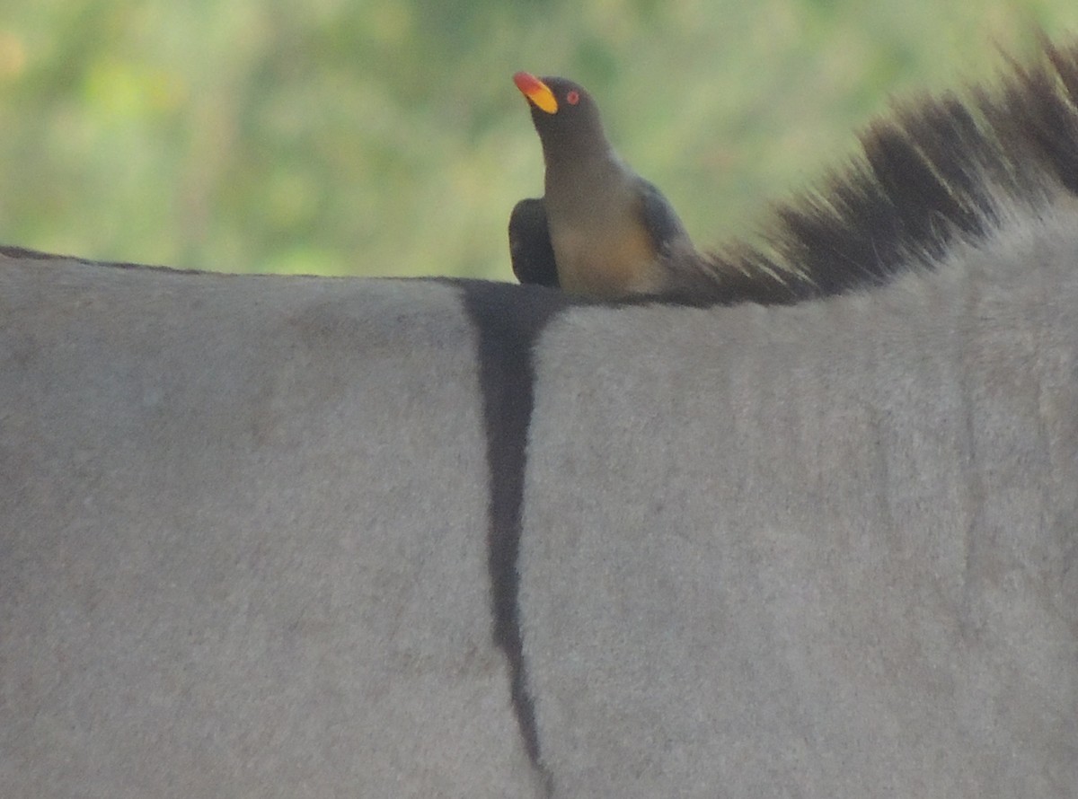 Yellow-billed Oxpecker - ML645848800