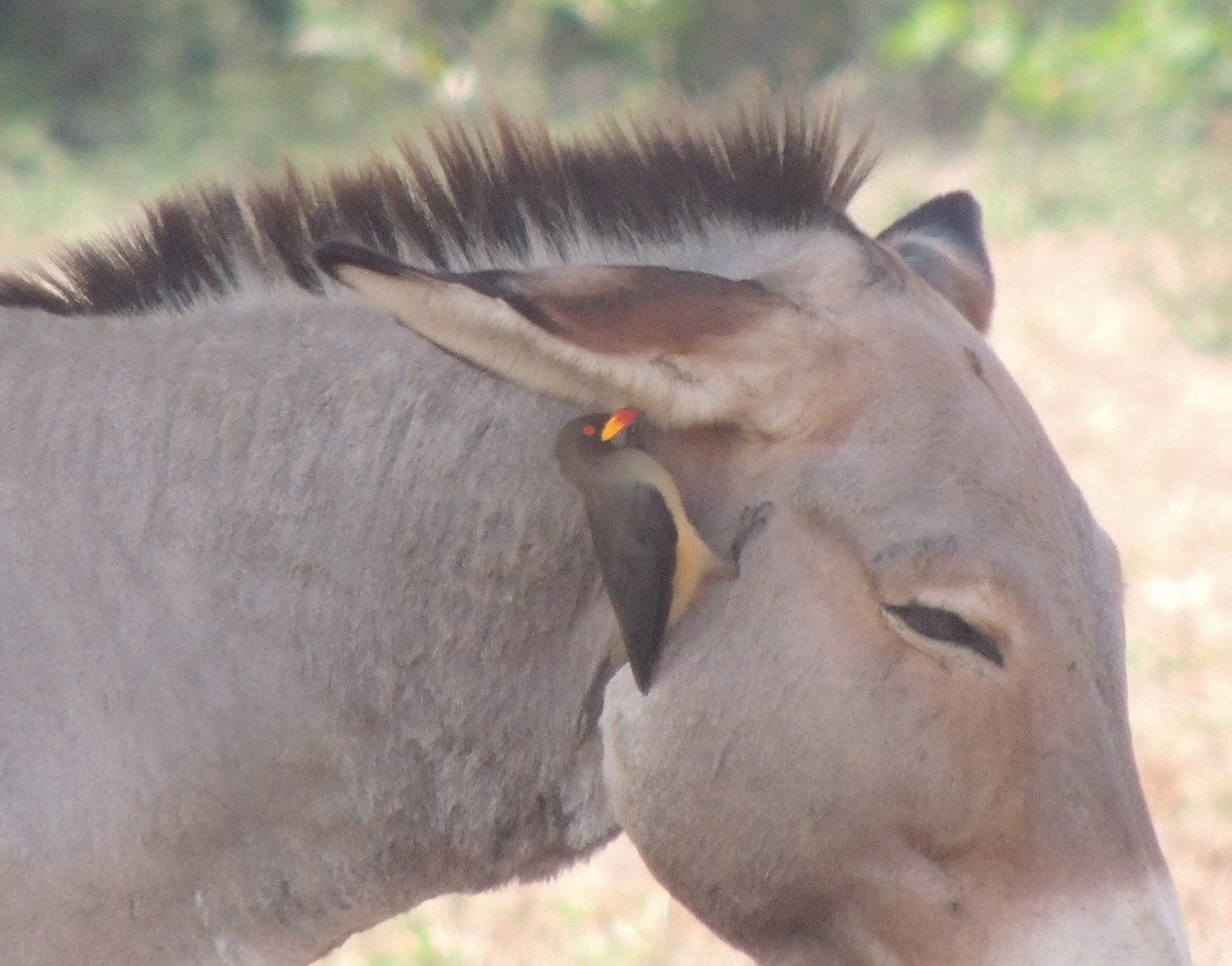 Yellow-billed Oxpecker - ML645848801