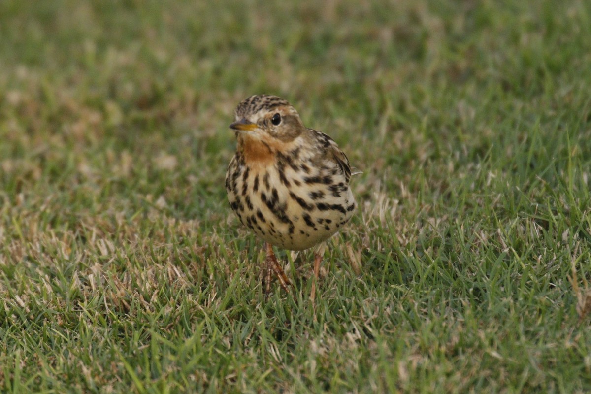 Red-throated Pipit - ML645848805