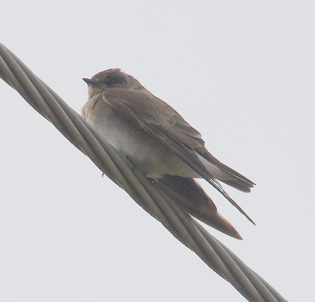 Northern Rough-winged Swallow - ML645848807