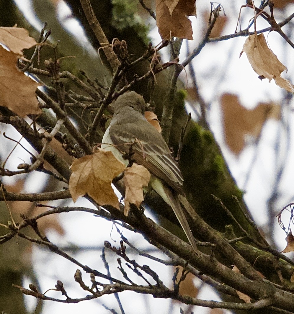 Ash-throated Flycatcher - ML645848816