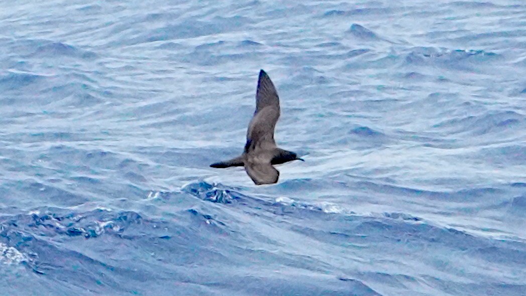Wedge-tailed Shearwater - ML645848821