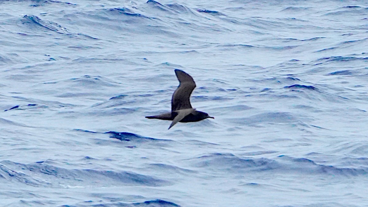 Wedge-tailed Shearwater - ML645848822