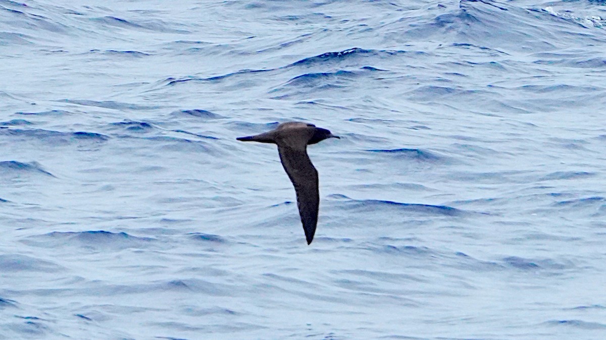 Wedge-tailed Shearwater - ML645848823